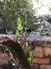 Apodytes bebile
