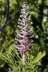 Paranomus bracteolaris