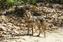 Canis aureus indicus