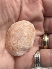 Anomia simplex image