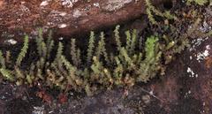 Crassula lanceolata lanceolata