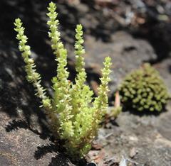 Crassula lanceolata lanceolata