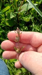 Silene gallica gallica