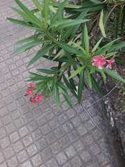 Nerium oleander