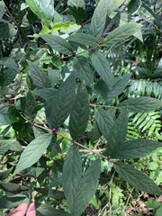 Callicarpa tikusikensis