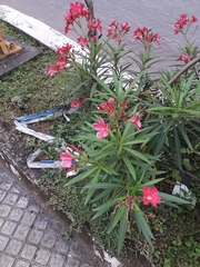 Nerium oleander