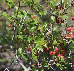 Searsia rigida dentata