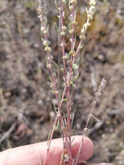 Bassia laniflora