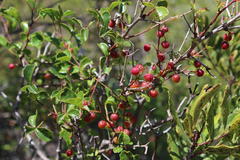 Searsia rigida dentata