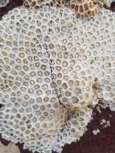photo of Northern Star Coral (Astrangia poculata)