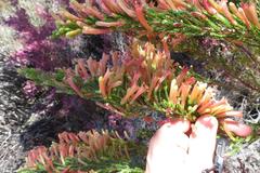 Erica curviflora curviflora