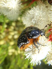 Trichostetha albopicta