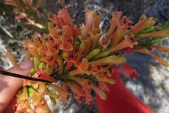 Erica curviflora curviflora
