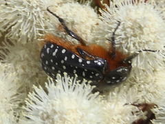Trichostetha albopicta
