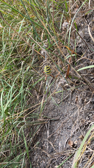 Argiope bruennichi