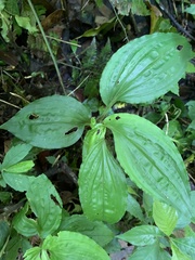 Liparis gigantea