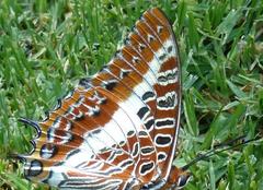 Charaxes brutus natalensis