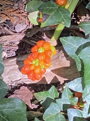 Arum