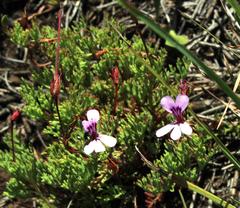 Pelargonium laevigatum laevigatum