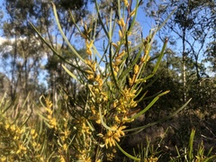 Acacia caroleae