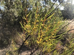 Acacia caroleae