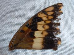 Charaxes saturnus saturnus