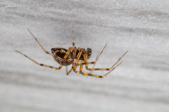 Lepthyphantes minutus