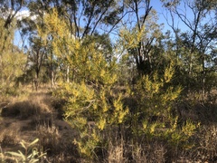 Acacia caroleae