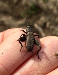 Melanogryllus desertus