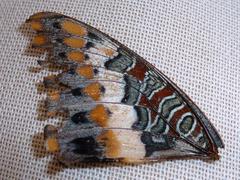 Charaxes saturnus saturnus