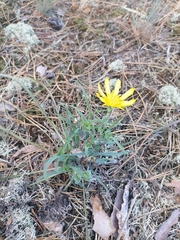 Tragopogon ucrainicus