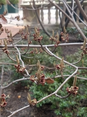 Hamamelis