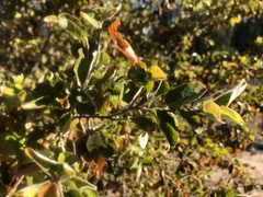 Petalostigma pubescens