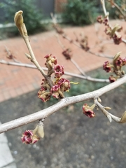 Hamamelis