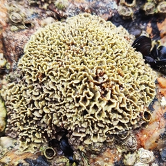 Lithophyllum byssoides