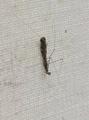 Empicoris vagabundus