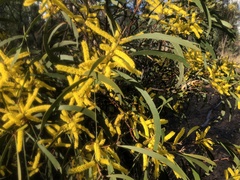 Acacia crassa