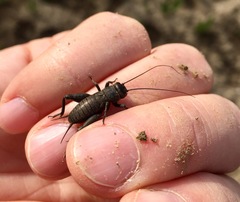 Melanogryllus desertus
