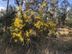 Acacia crassa