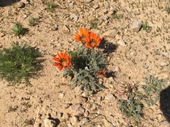 Gazania leiopoda