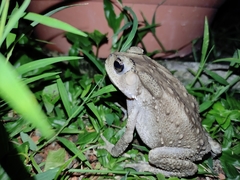 Duttaphrynus melanostictus