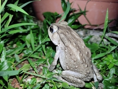 Duttaphrynus melanostictus