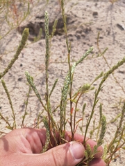 Corispermum declinatum