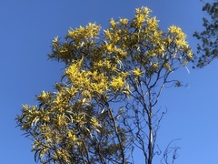 Acacia crassa