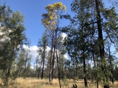 Acacia crassa