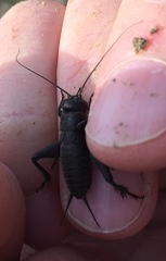 Melanogryllus desertus