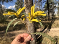 Acacia crassa