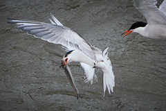 Sterna hirundo