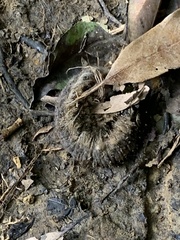 Lebeda nobilis