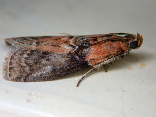 Willow Knot-horn, photo 2 of 10